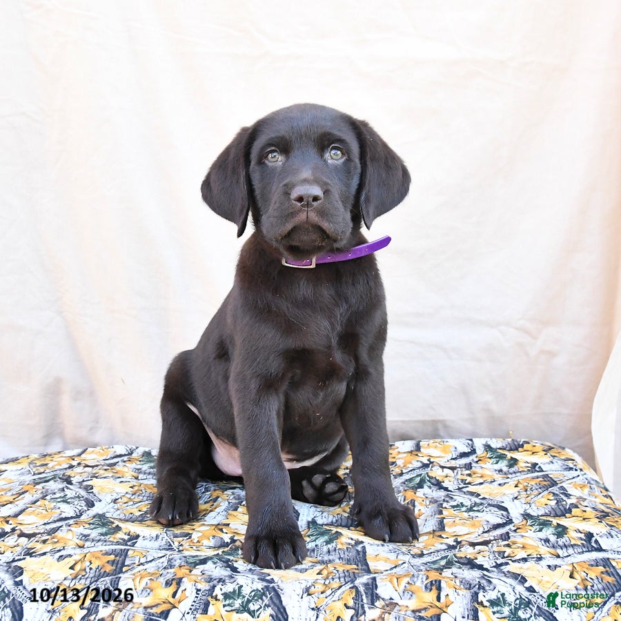 Labrador Retriever dogs Heidi - Ad 2