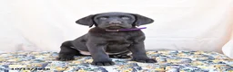 Labrador Retriever dogs for sale: Heidi - Ad 2