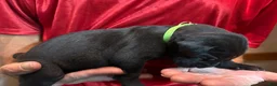 Cane Corso dogs for sale: Light Green - Ad 1
