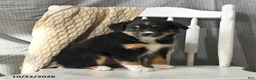 Miniature Australian Shepherd dogs for sale: Twilight - Ad 4