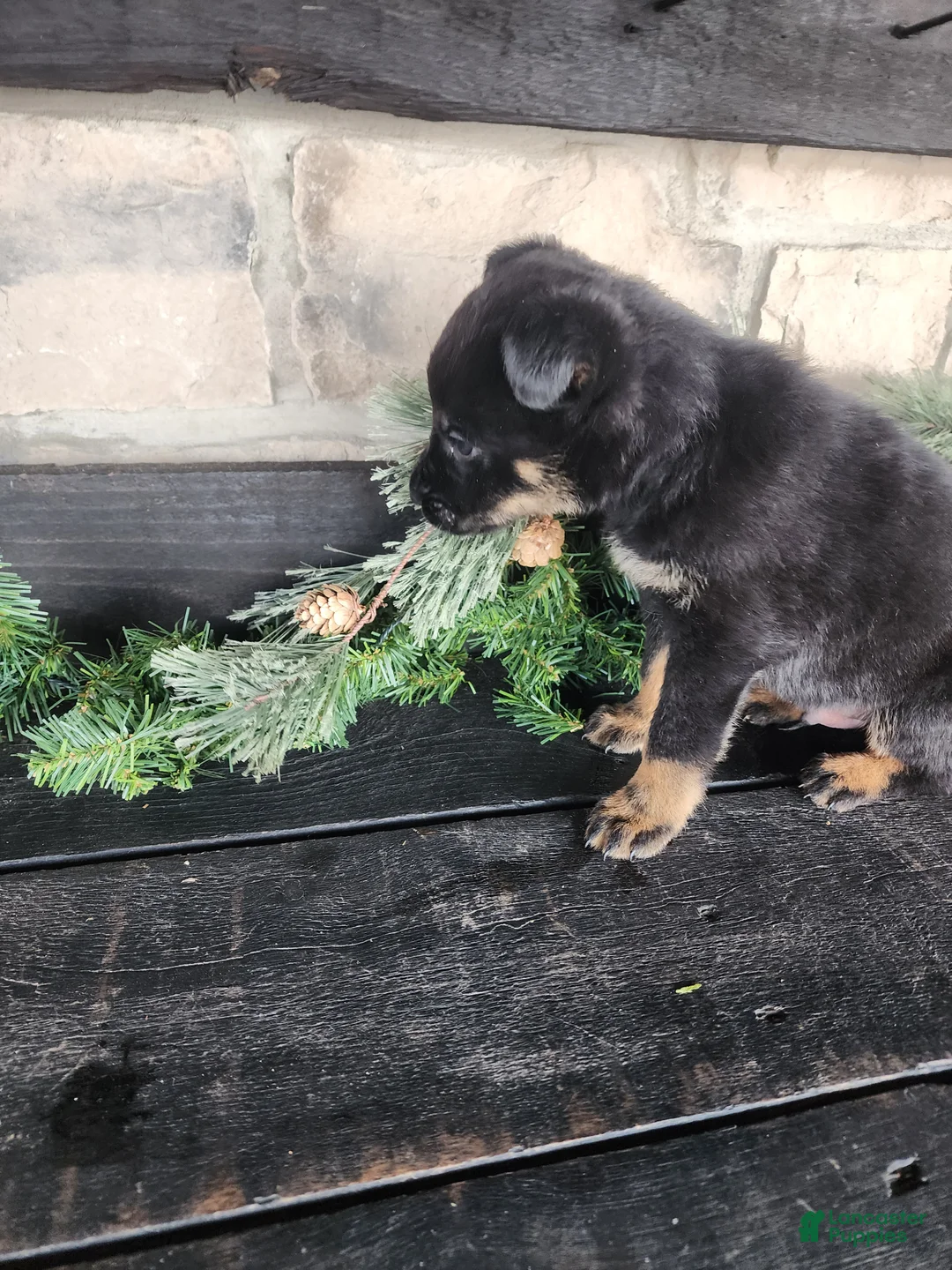 Mixed Breed dogs for sale: Randy - Ad 2