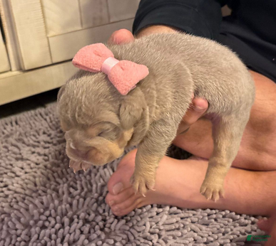 English Bulldog dogs Lola - Ad 9