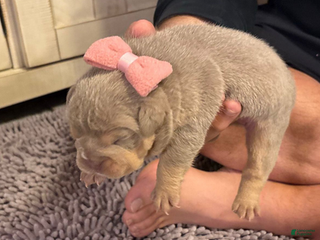 English Bulldog dogs Lola - Ad 13