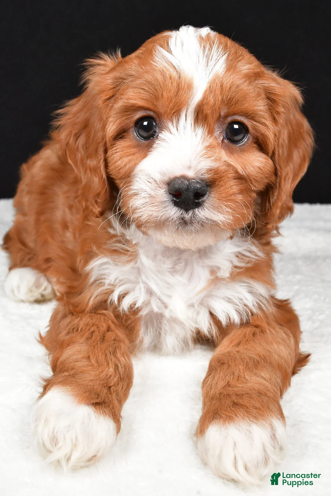 Cavapoo dogs for sale: Kevin - Ad 8