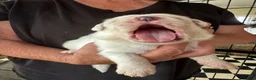 Great Pyrenees dogs for sale: Sage - Ad 4