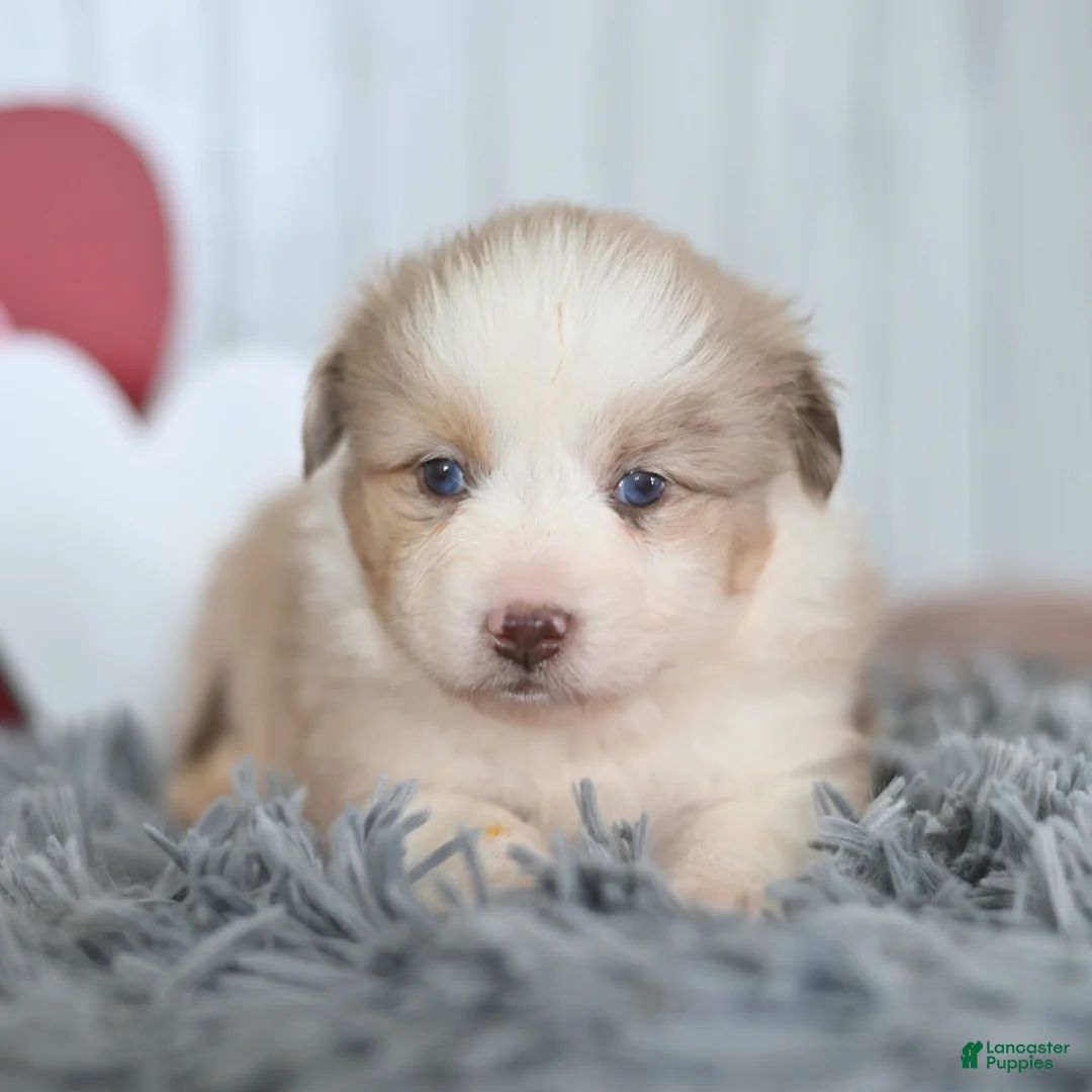 Miniature Australian Shepherd dogs for sale: Caramel  - Ad 4