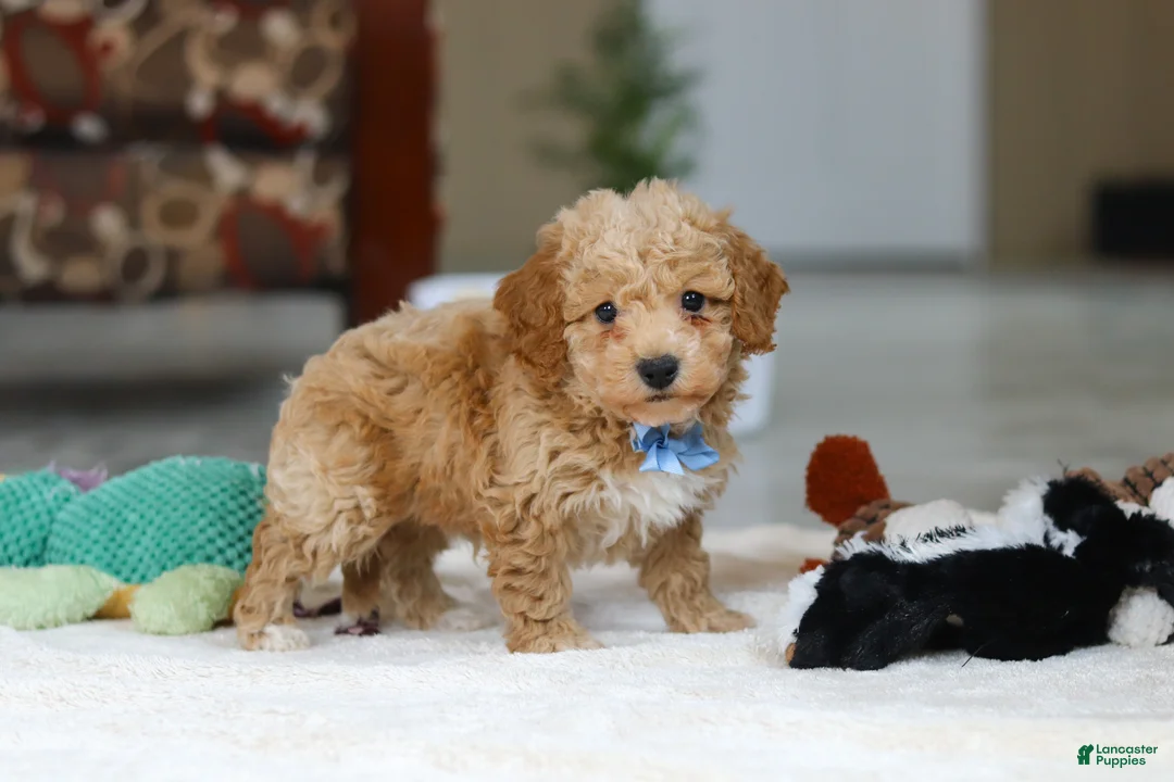 Bichpoo dogs for sale: Nemo - Ad 2