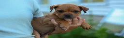 Staffordshire Bull Terrier dogs for sale: Marley 🌸🐾 - Ad 5