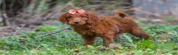 Goldendoodle dogs for sale: Bella - Ad 3