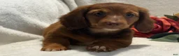 Miniature Dachshund dogs for sale: Paisley  - Ad 8