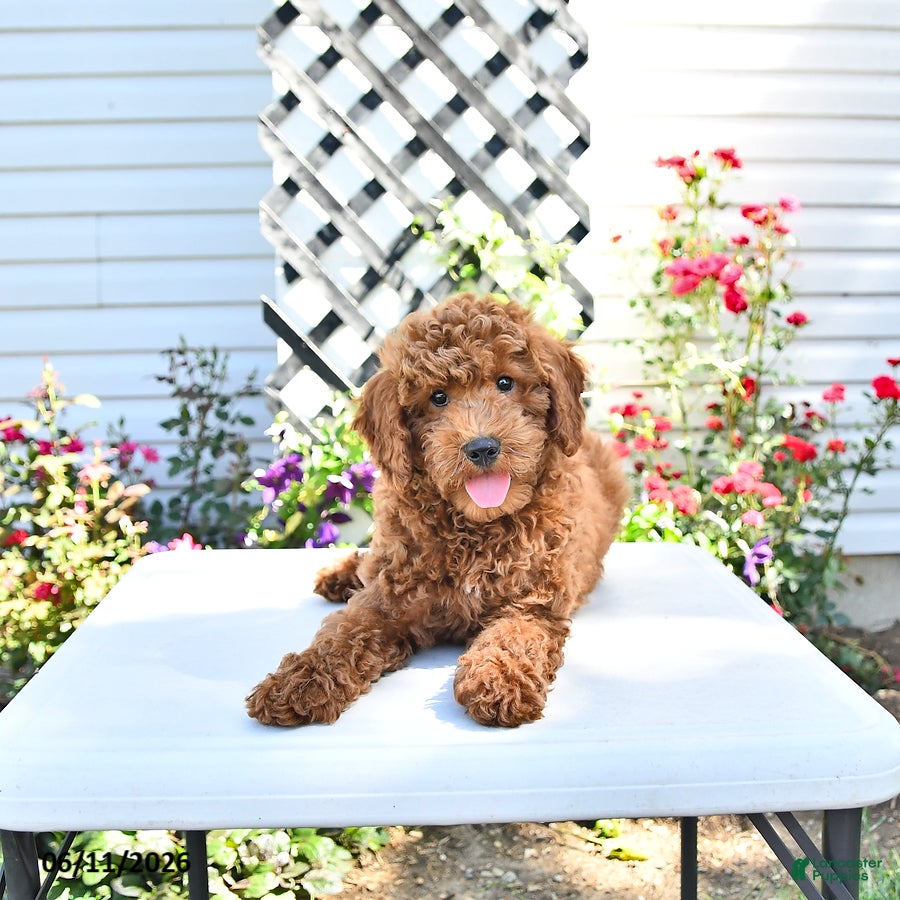 Cavapoo dogs Victor - Ad 2