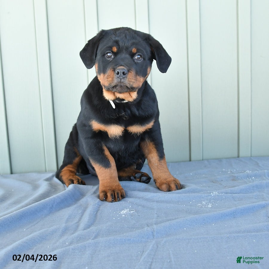 Rottweiler dogs Tiara - Ad 2