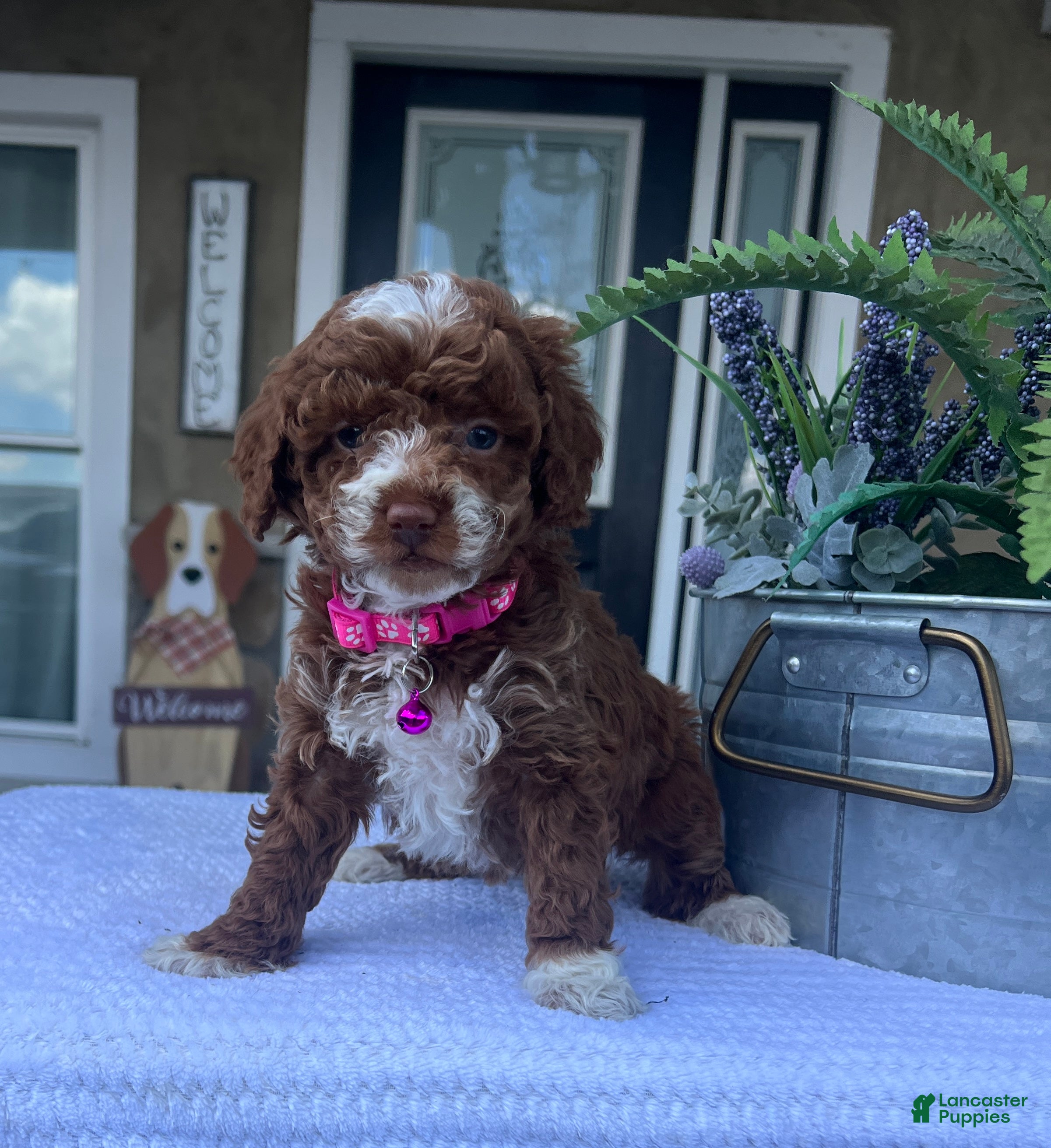 Mini Goldendoodle dogs Lily - Ad 1