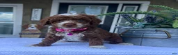 Mini Goldendoodle dogs for sale: Lily - Ad 1