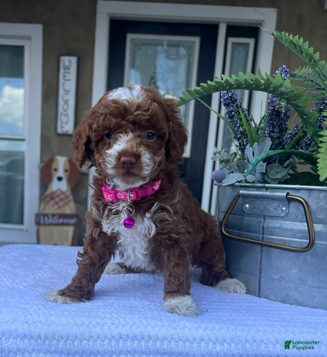 Mini Goldendoodle dogs for sale: Lily - Ad 1