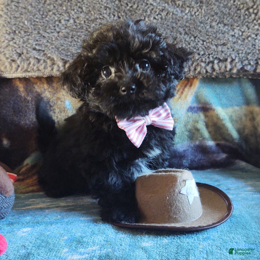 Maltipoo dogs for sale: Archie - Ad 6