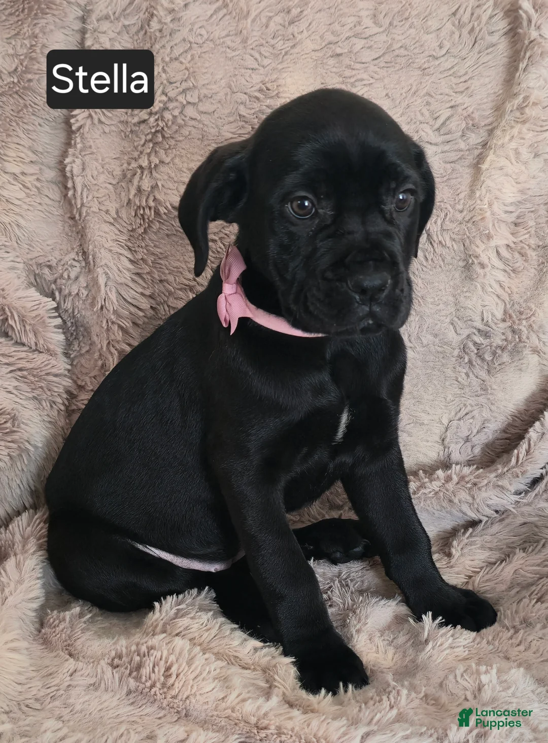 Cane Corso dogs for sale: Stella - Ad 2