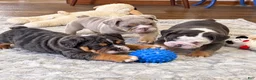 English Bulldog dogs for sale: Tank - Ad 6
