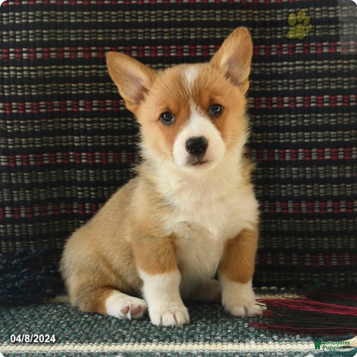 Gallery Image {{count}}