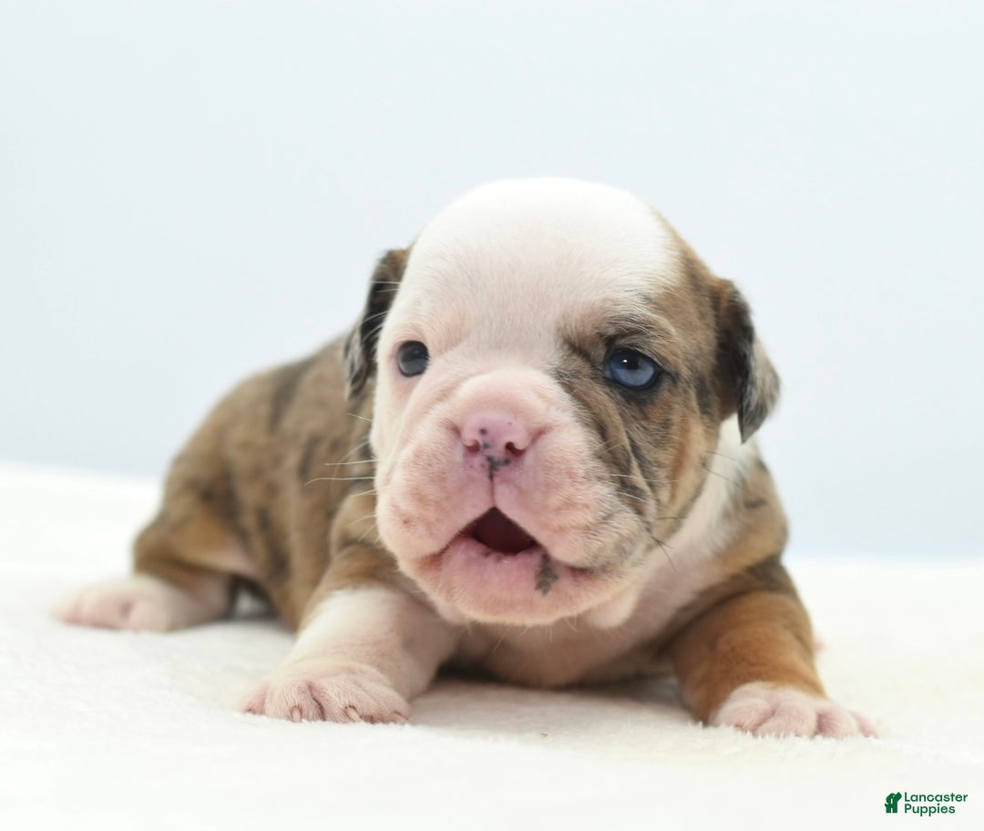 Mixed Breed dogs for sale: Savanna Tiny mini bulldog  - Ad 18