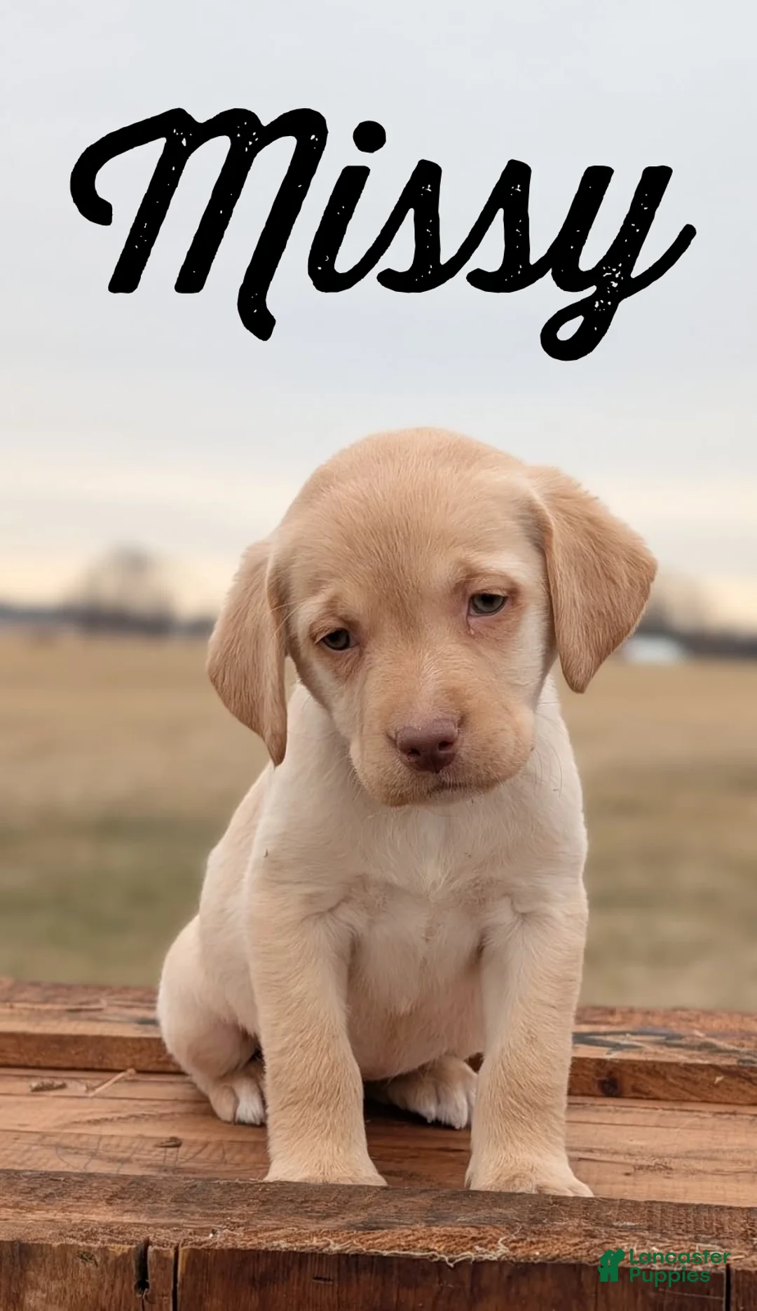 Labrador Retriever dogs for sale: Missy - Ad 1
