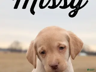 Labrador Retriever dogs for sale: Missy - Ad 2