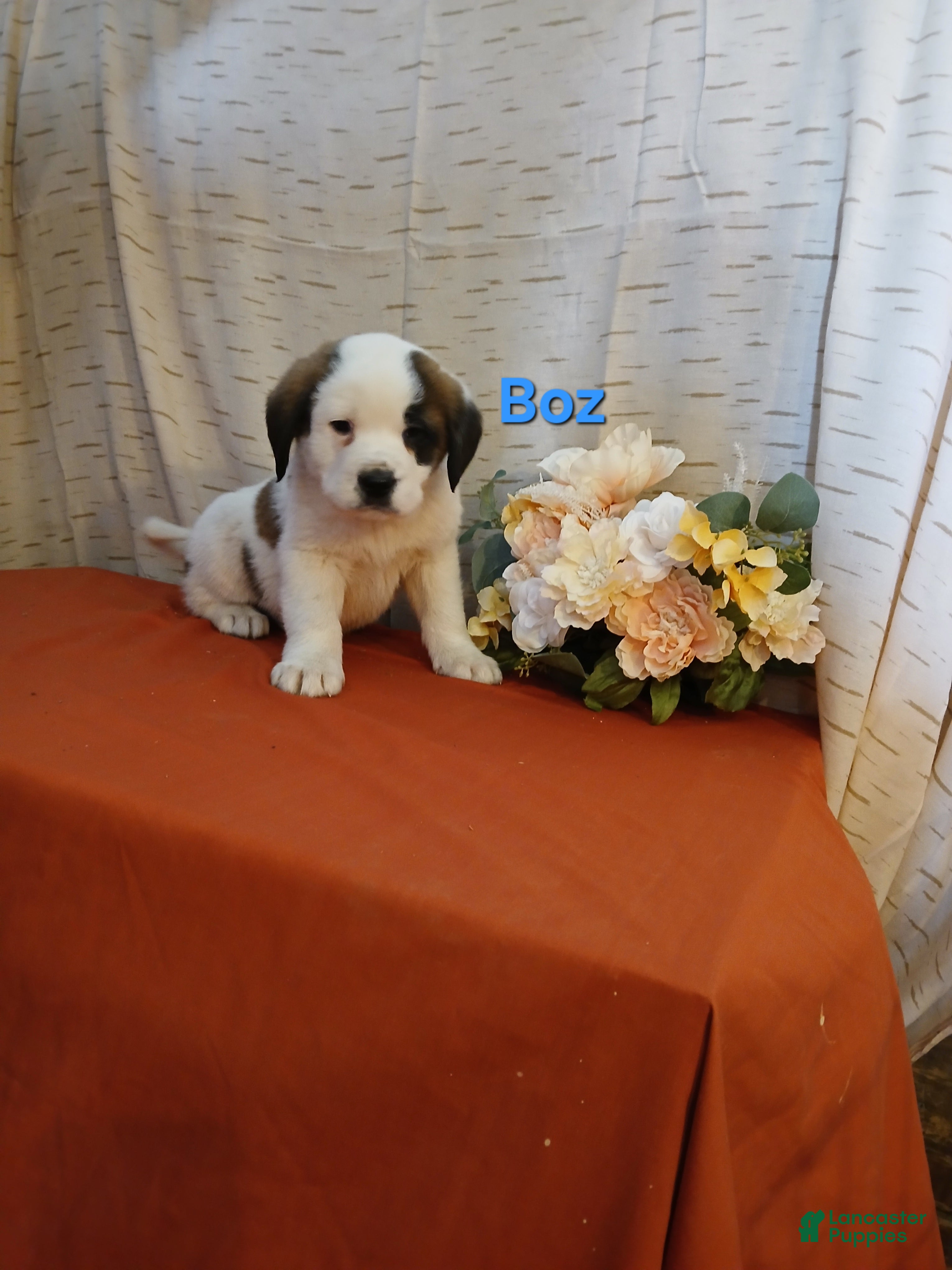 Saint Bernard dogs Boz - Ad 2