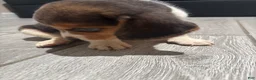 Beagle dogs for sale: Toby - Ad 8