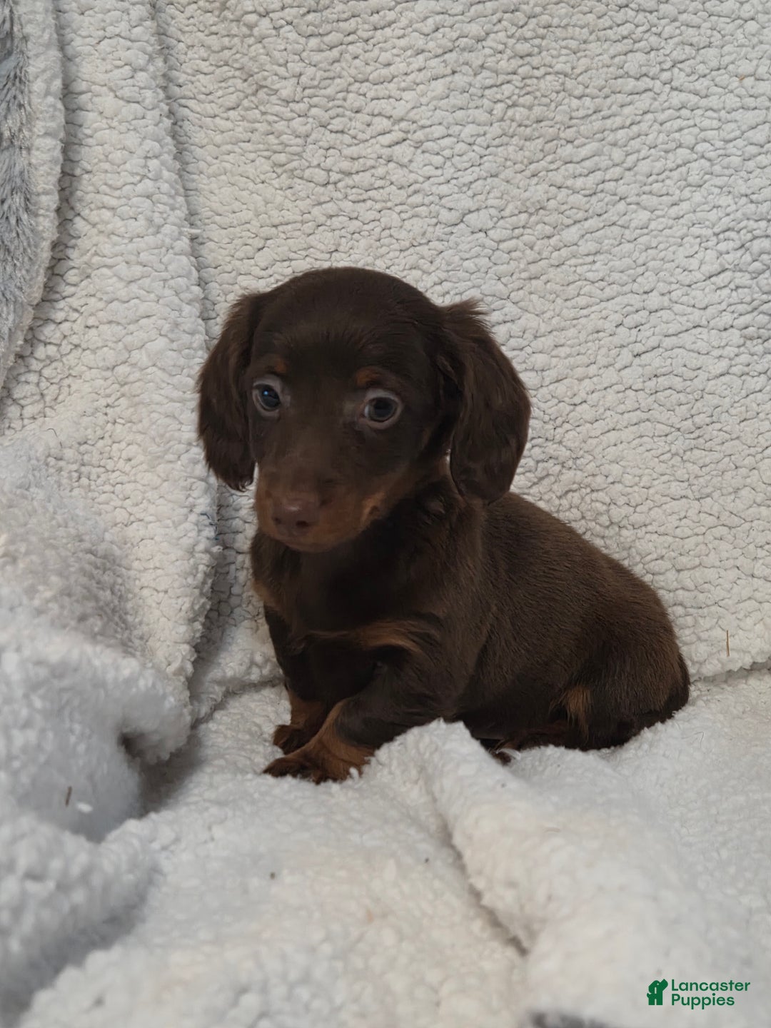 Miniature Dachshund dogs for sale: Miniature Dachshund Puppy 3 - Ad 2