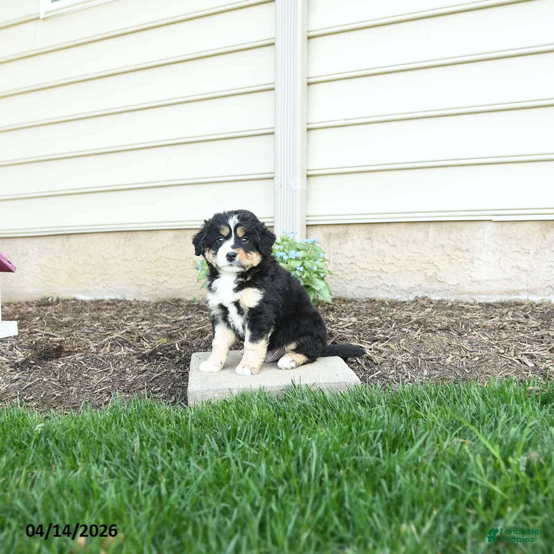 Bernedoodle dogs for sale: Ace - Ad 5