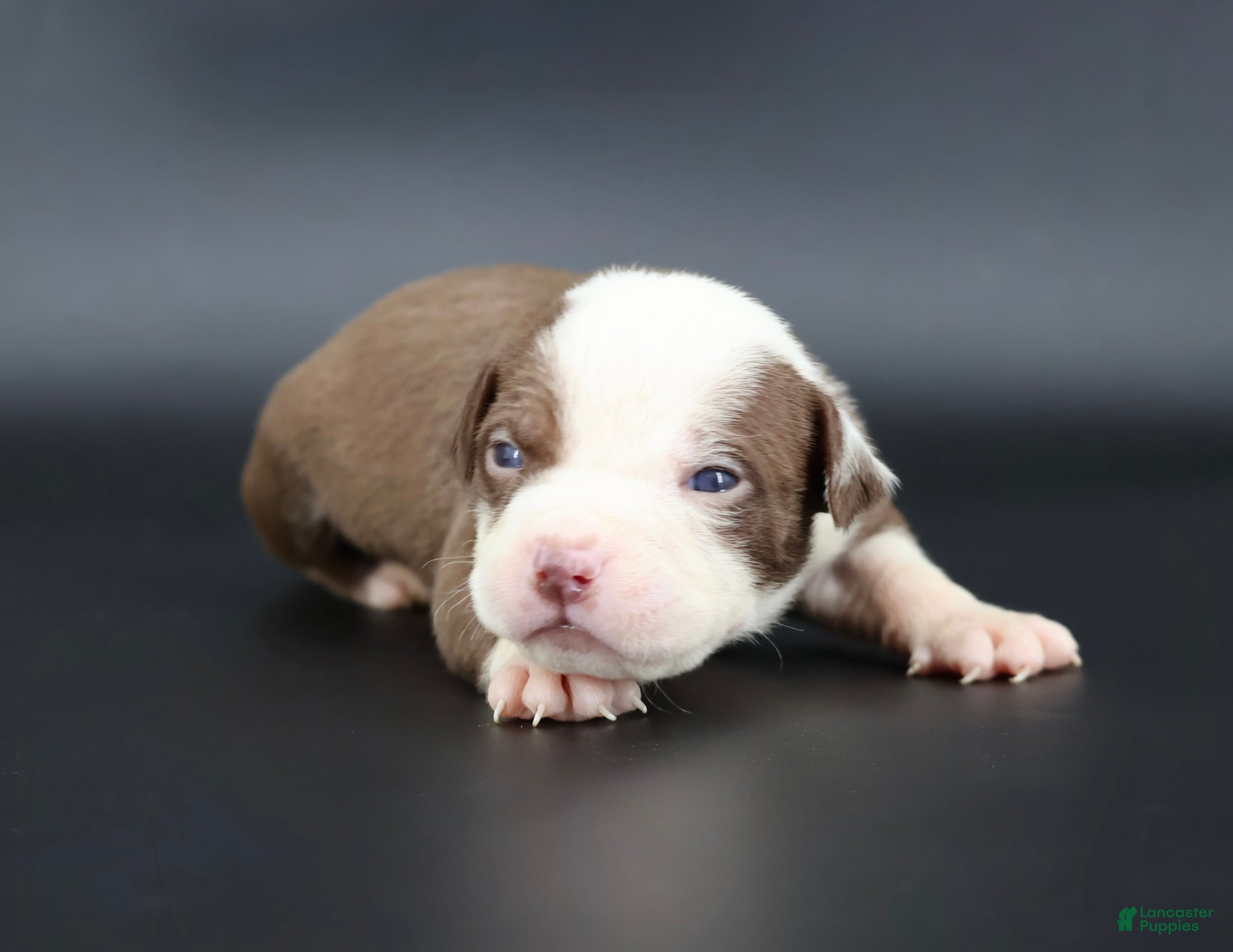 American Bully dogs Scarlet - Ad 37