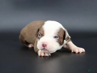American Bully dogs Scarlet - Ad 4