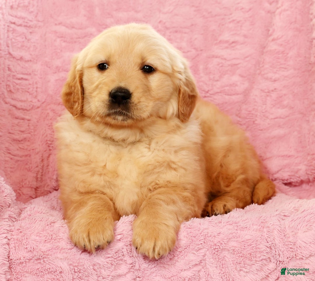 Golden Retriever dogs for sale: Banjo - Ad 6