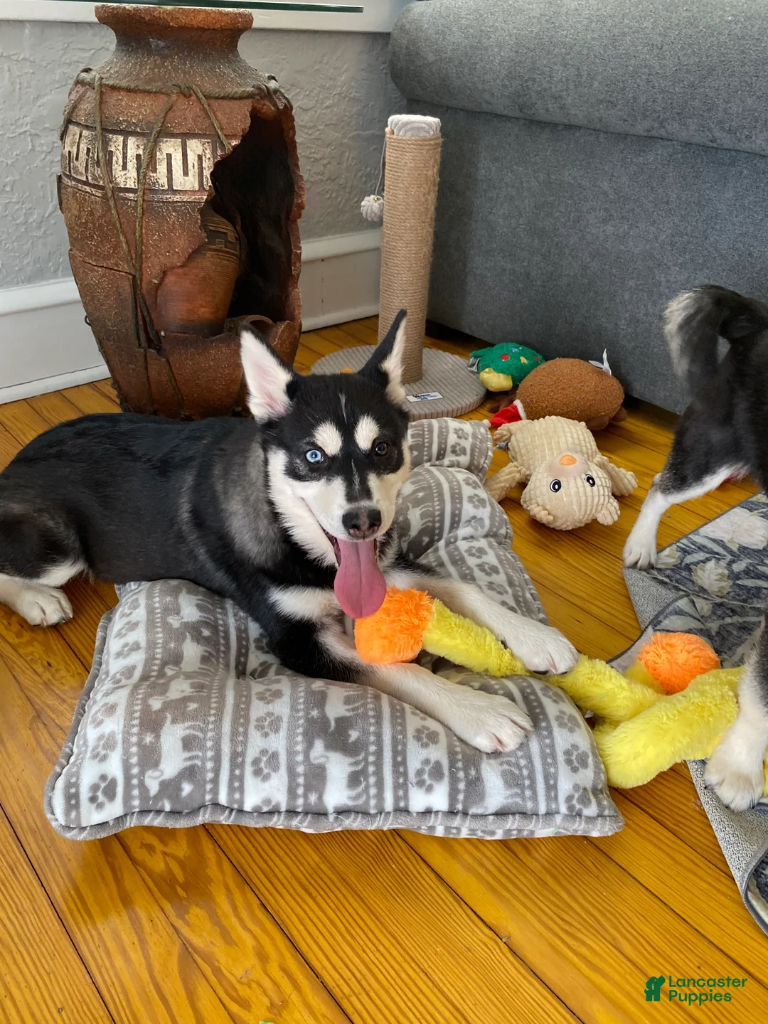 Pomsky dogs for sale: Cinder  - Ad 2