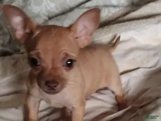 Chihuahua dogs Chihuahua Puppy 1 - Ad 30