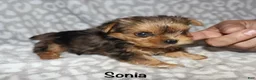 Yorkshire Terrier dogs for sale: Sonia - Ad 6
