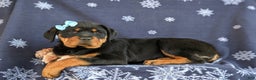 Rottweiler dogs for sale: Brandy - Ad 5