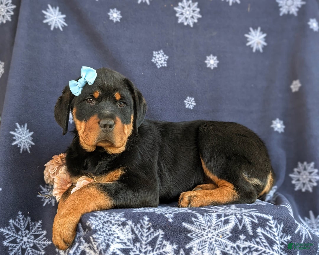 Rottweiler dogs for sale: Brandy - Ad 5