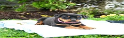 Rottweiler dogs for sale: Victoria - Ad 3