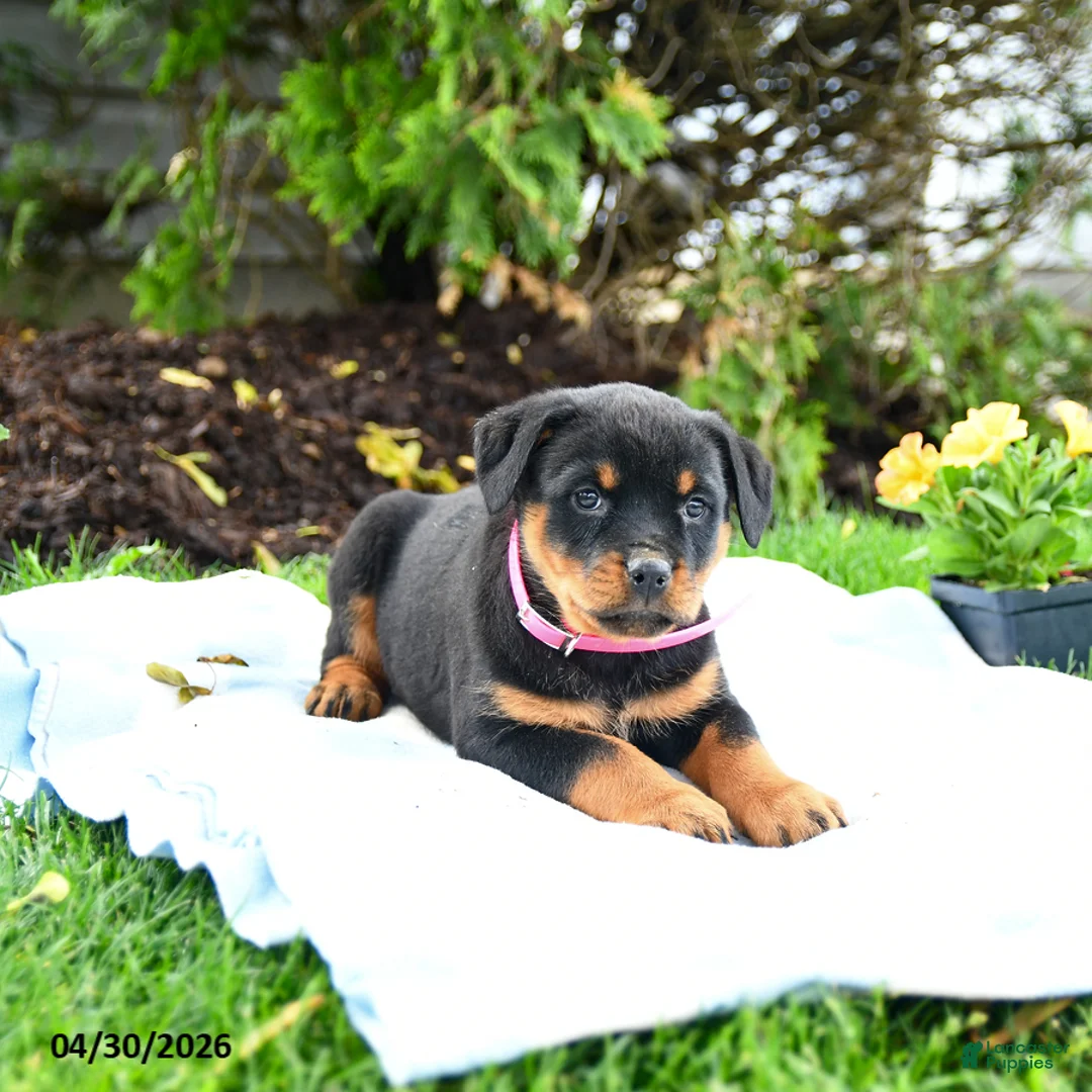 Rottweiler dogs for sale: Victoria - Ad 3