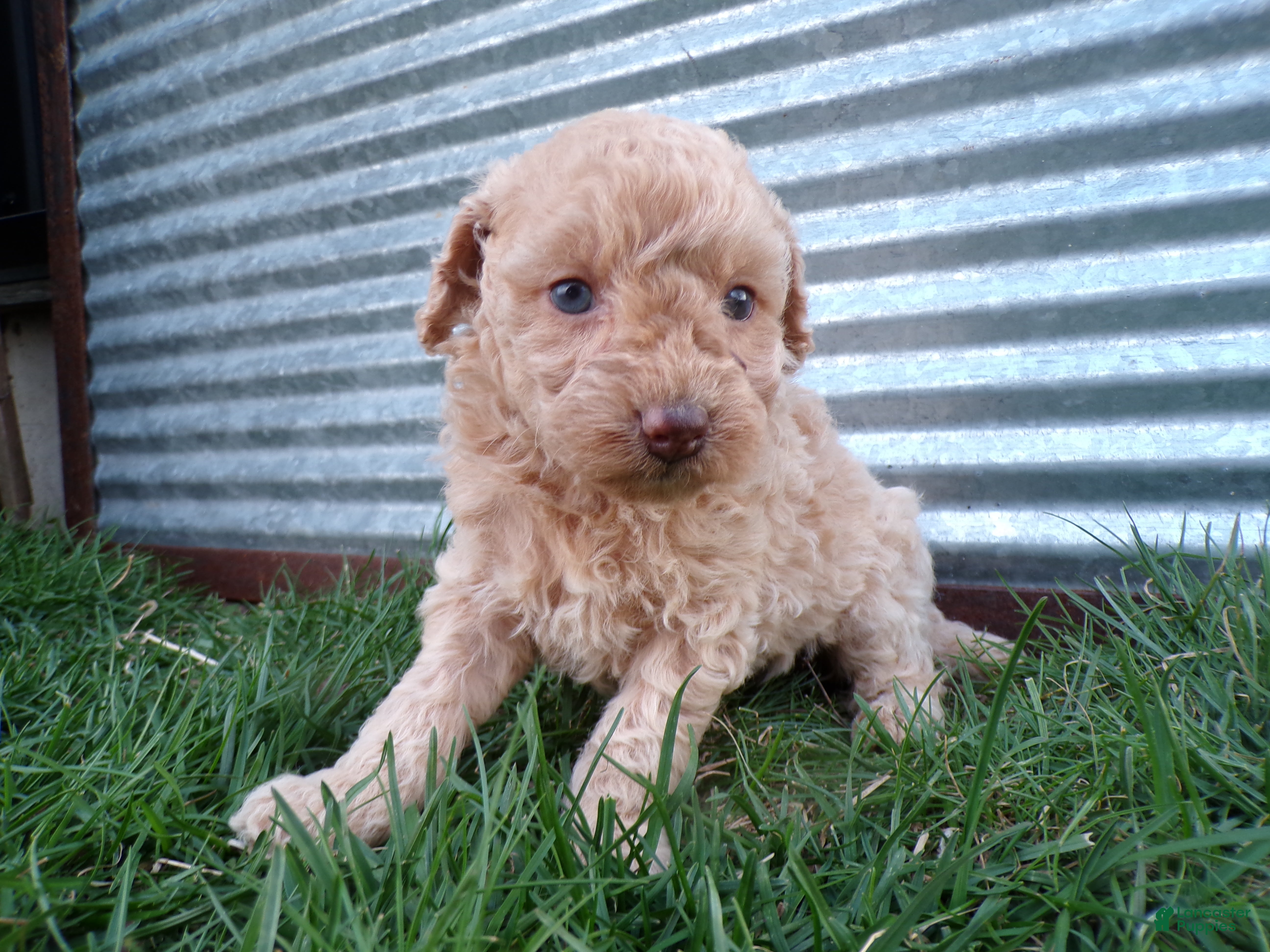 Toy Poodle dogs Reba - Ad 2