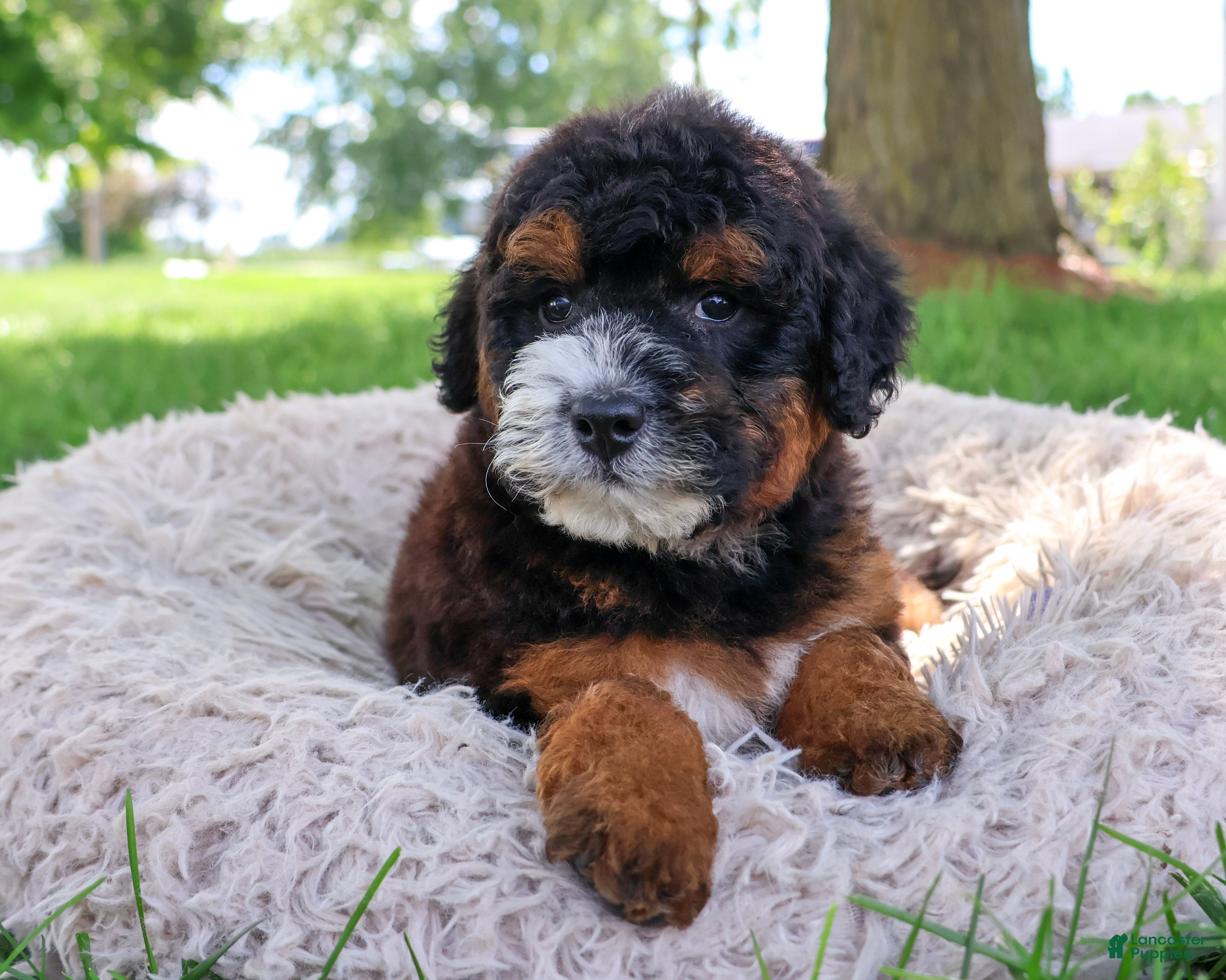 Saint Berdoodles dogs Willow  - Ad 11