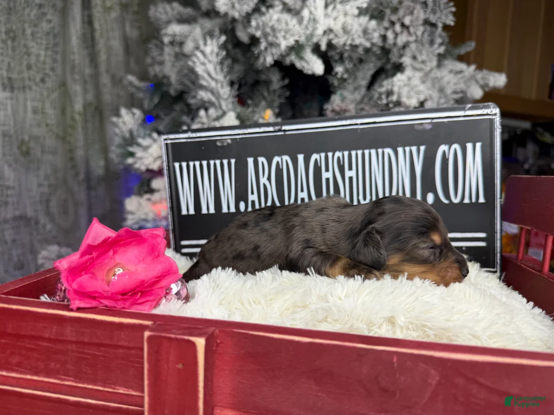 Miniature Dachshund dogs for sale: CReam  - Ad 8