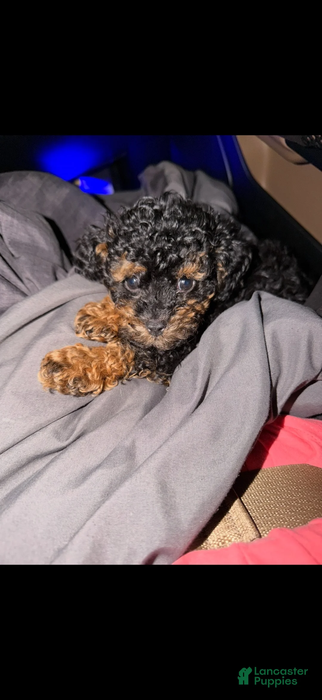 Toy Poodle dogs for sale: Akc Black Phantom Tiny Boy 💙 - Ad 2