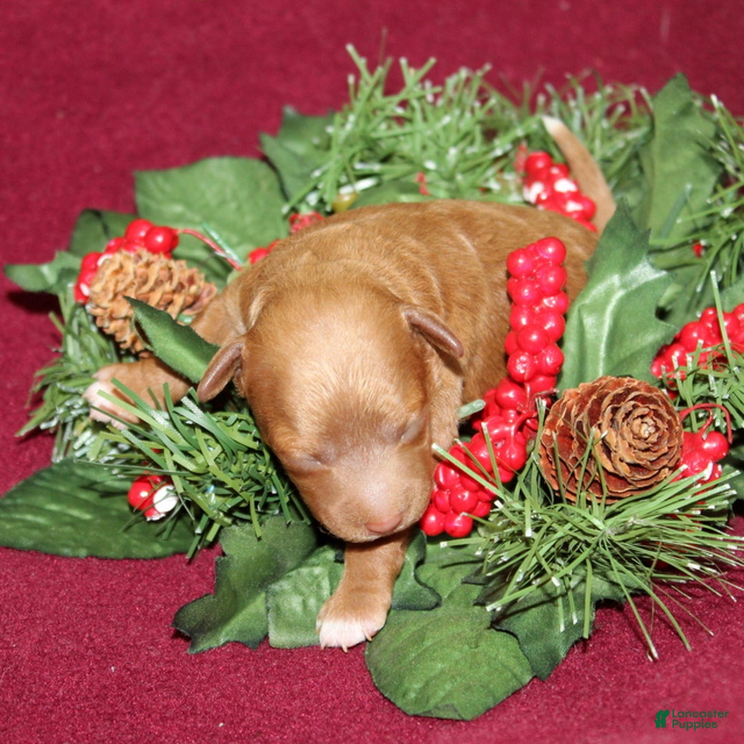 Miniature Poodle dogs for sale: Xella - Ad 2