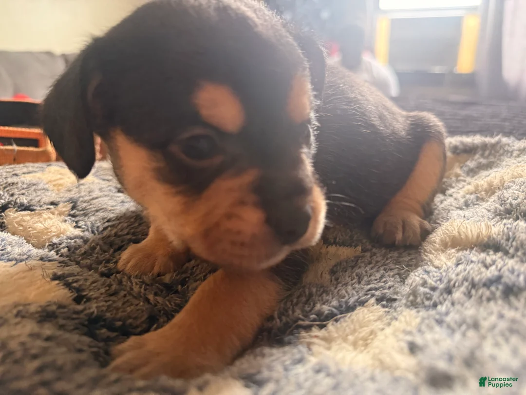 French Bulldog dogs for sale: Fluffy French Bulldog 2 - Ad 2