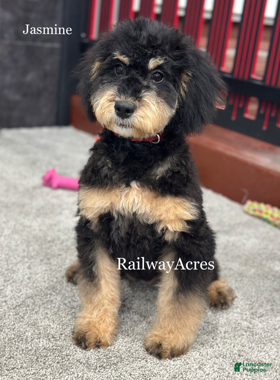 Mixed Breed dogs for sale: Golden Mt Doodle - Jasmine - Ad 2