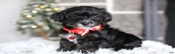 Yorkiepoo dogs for sale: Tinkerbelle - Ad 10