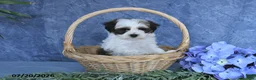 Havapoo dogs for sale: Cotton Candy - Ad 4