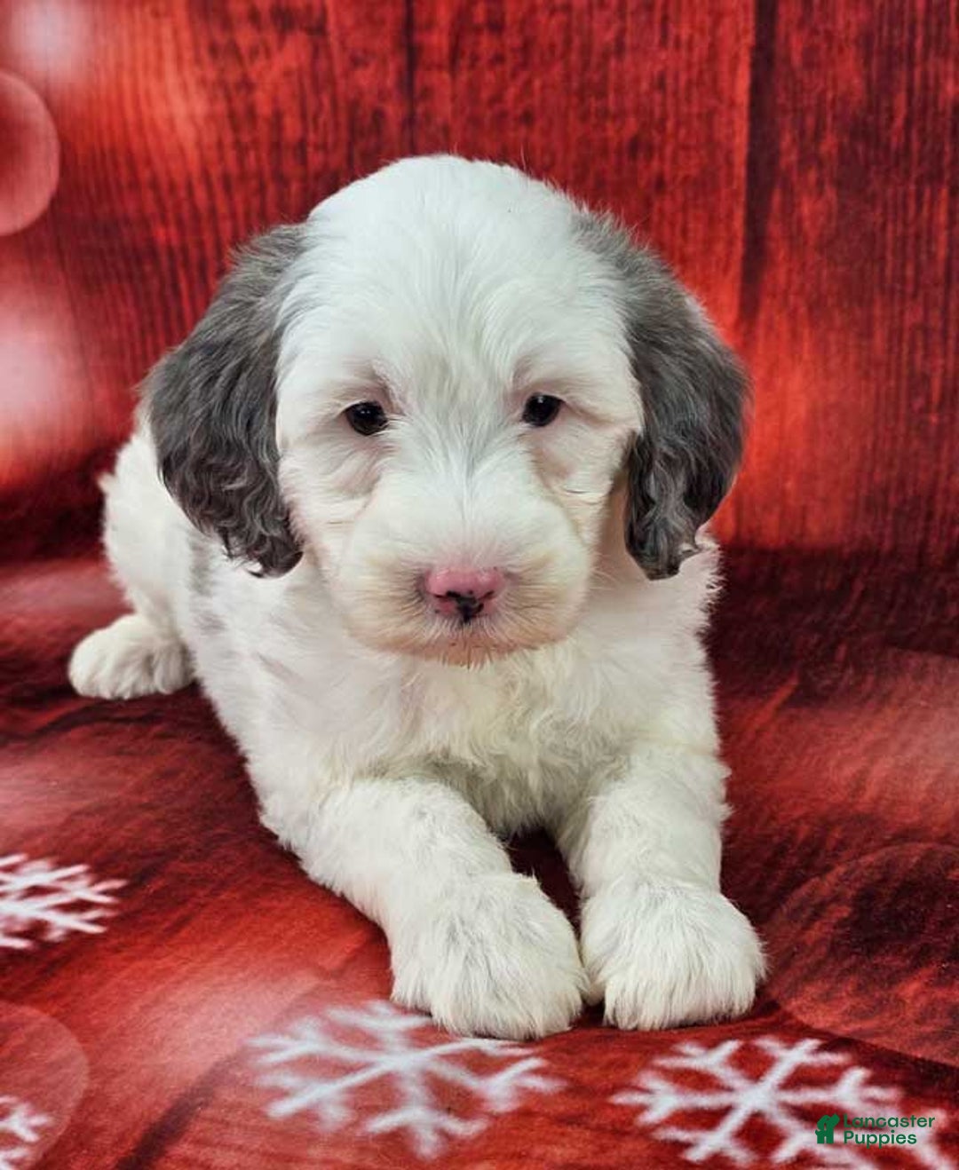 Mini Sheepadoodle dogs for sale: Kringle - Ad 1